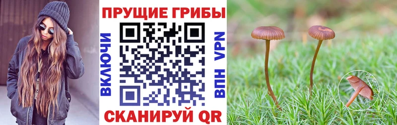 Псилоцибиновые грибы Psilocybe  Шахты 